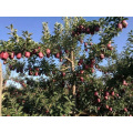 export fresh red delicious apple fruit fresh apple fruit for sale